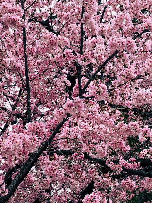 ฟรี คลังภาพถ่ายฟรี ของ การถ่ายภาพดอกไม้, กิ่งไม้, ซากุระ คลังภาพถ่าย