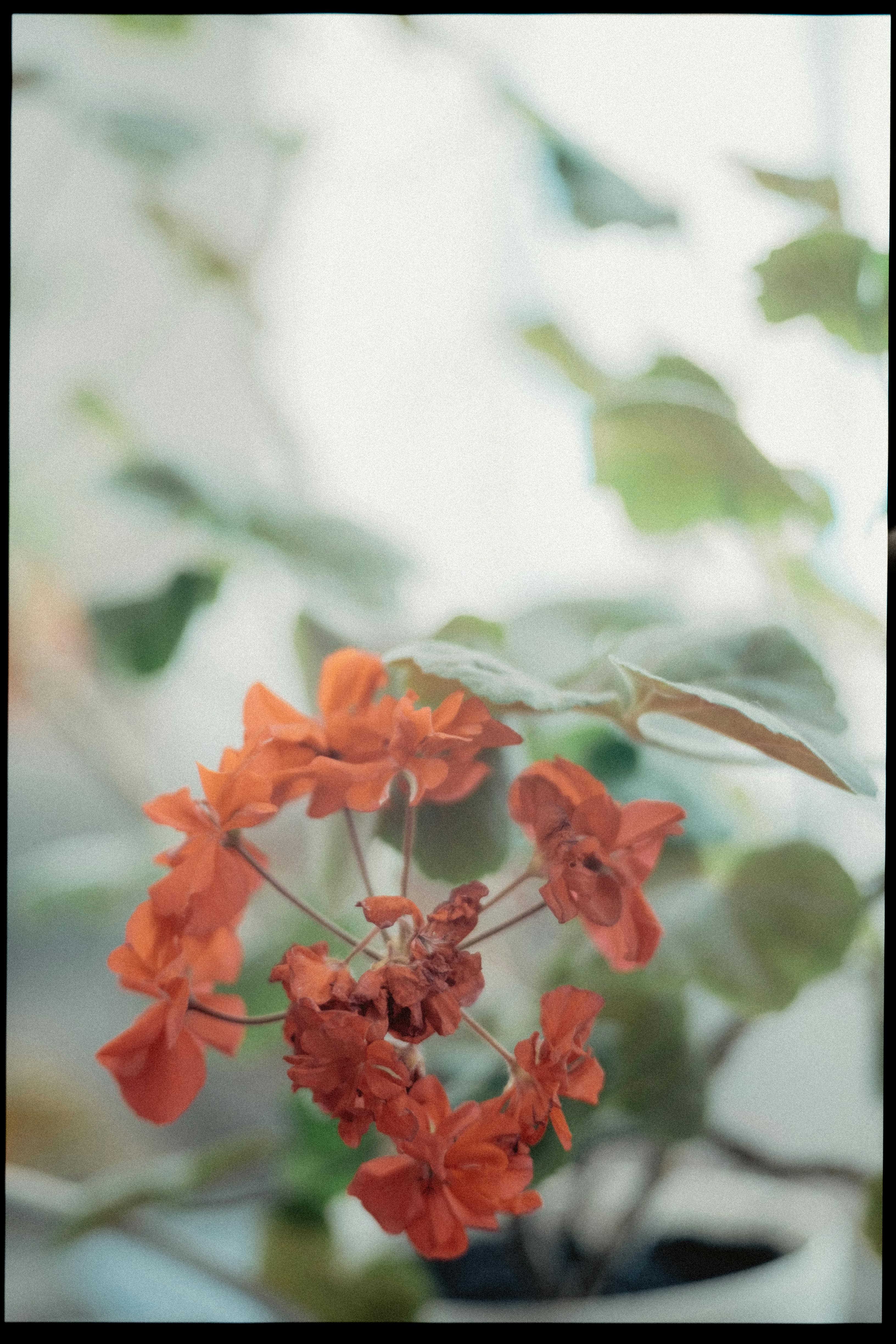 Close-up of vibrant orange geraniums with a soft, blurred background capturing natural beauty.