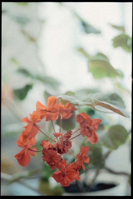 Close-up of vibrant orange geraniums with a soft, blurred background capturing natural beauty.