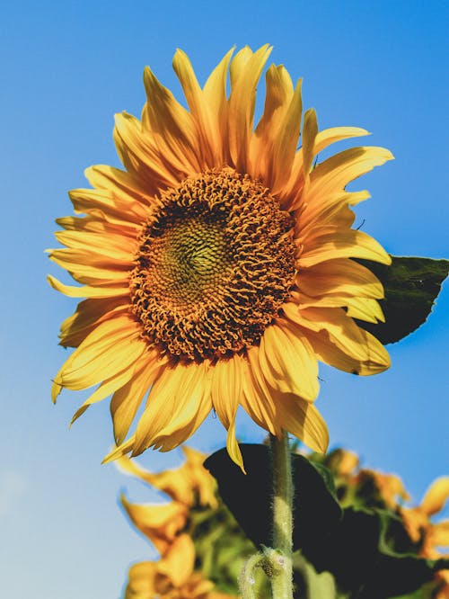 Photo Yellow Sunflower