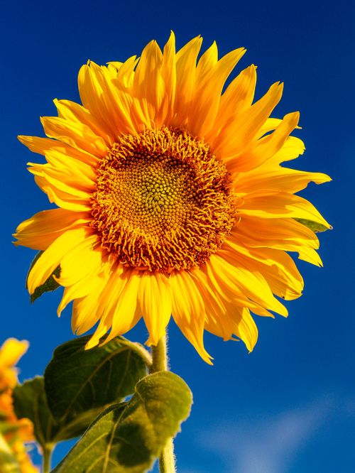 Sunflower against a bright blue sky