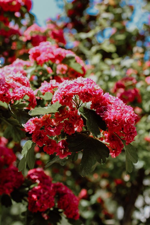 꽃이 피는, 나무, 붉은 꽃의 무료 스톡 사진