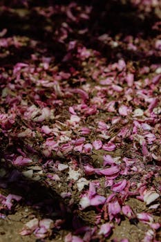 Pink flower petals scattered on the ground, creating a natural, earthy texture in Istanbul.