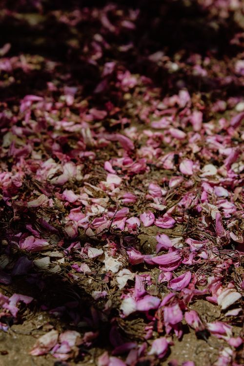 Free Pink flower petals scattered on the ground, creating a natural, earthy texture in Istanbul. Stock Photo