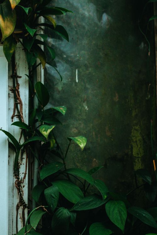 Free Close-up of lush green ivy vines climbing an exterior wall, showcasing natural textures. Stock Photo