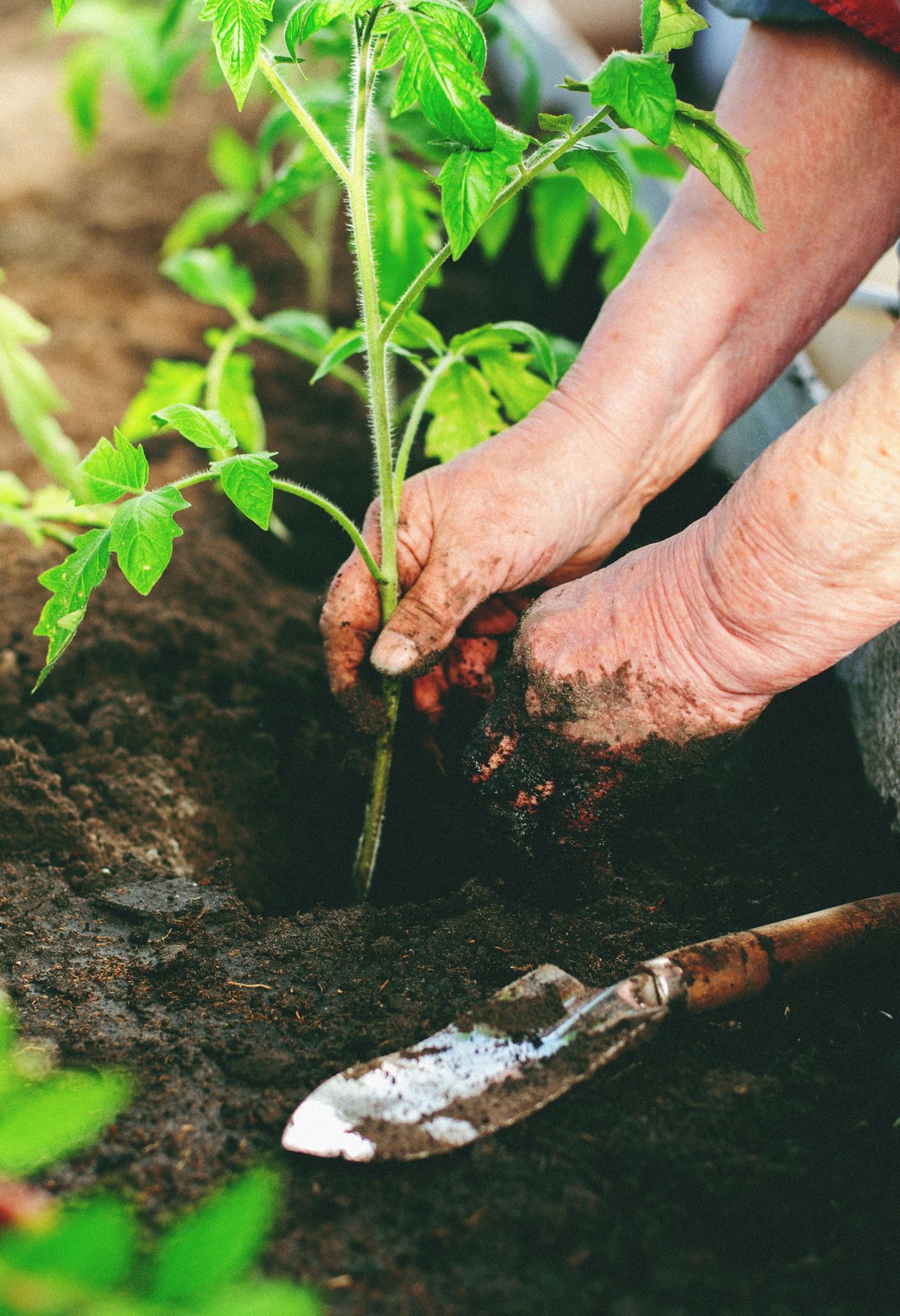 Person planting a shrub seedling into soil