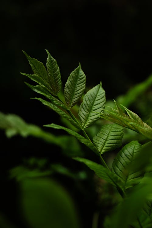 A Plant with Green Leaves