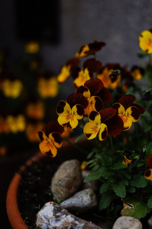 三色堇, 垂直拍摄, 綻放的花朵 的 免费素材图片
