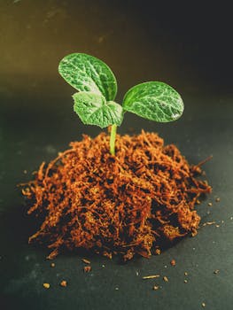 特写镜头中，从肥沃的棕色土壤里生长出的新鲜幼苗，象征着新的开始