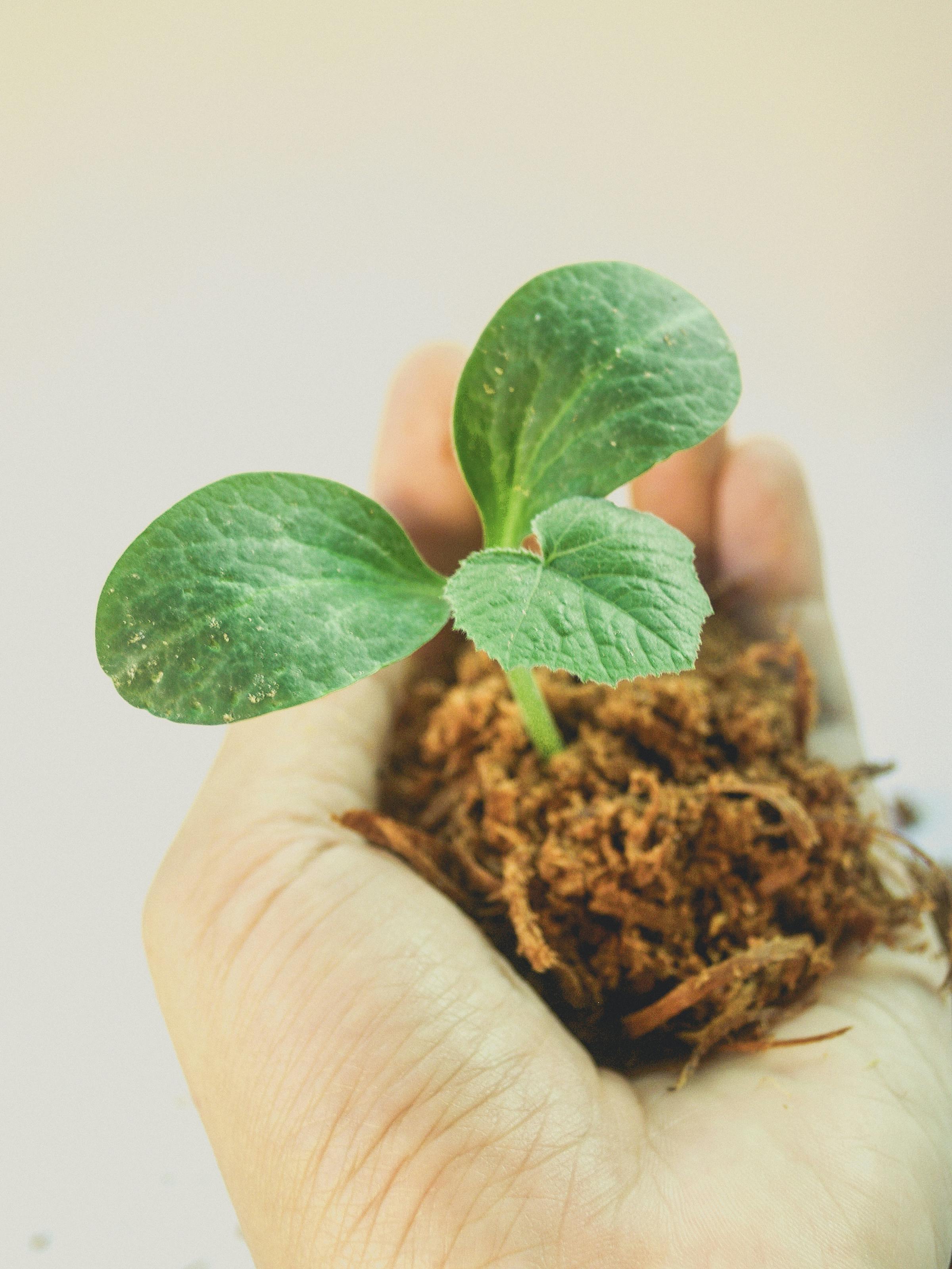 eggplant seed germination