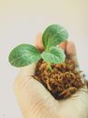 Person Holding Green Leafed Plant