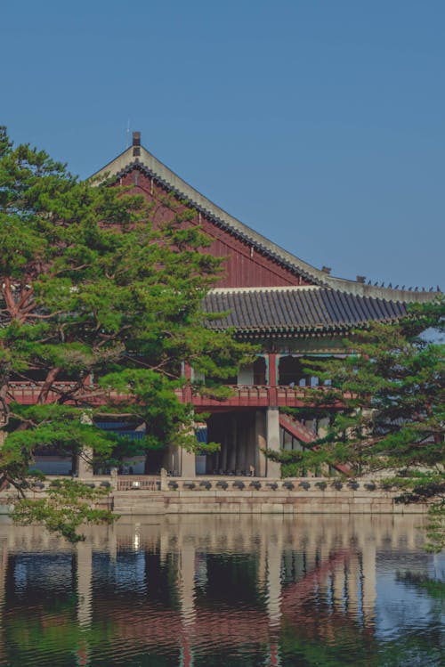 Fotobanka s bezplatnými fotkami na tému gyeongbok palác, gyeongbokgung palác, japonská čerešňa