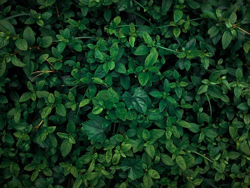 無料 ダークグリーンの植物, ハイアングルショット, 上面図の無料の写真素材 写真素材