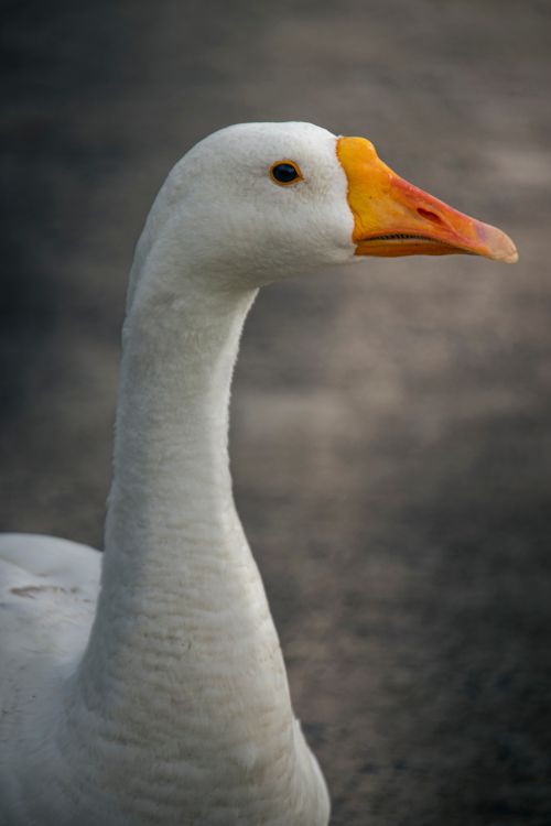 Free Detailed portrait of a domestic goose with an orange beak against a blurred background. Stock Photo