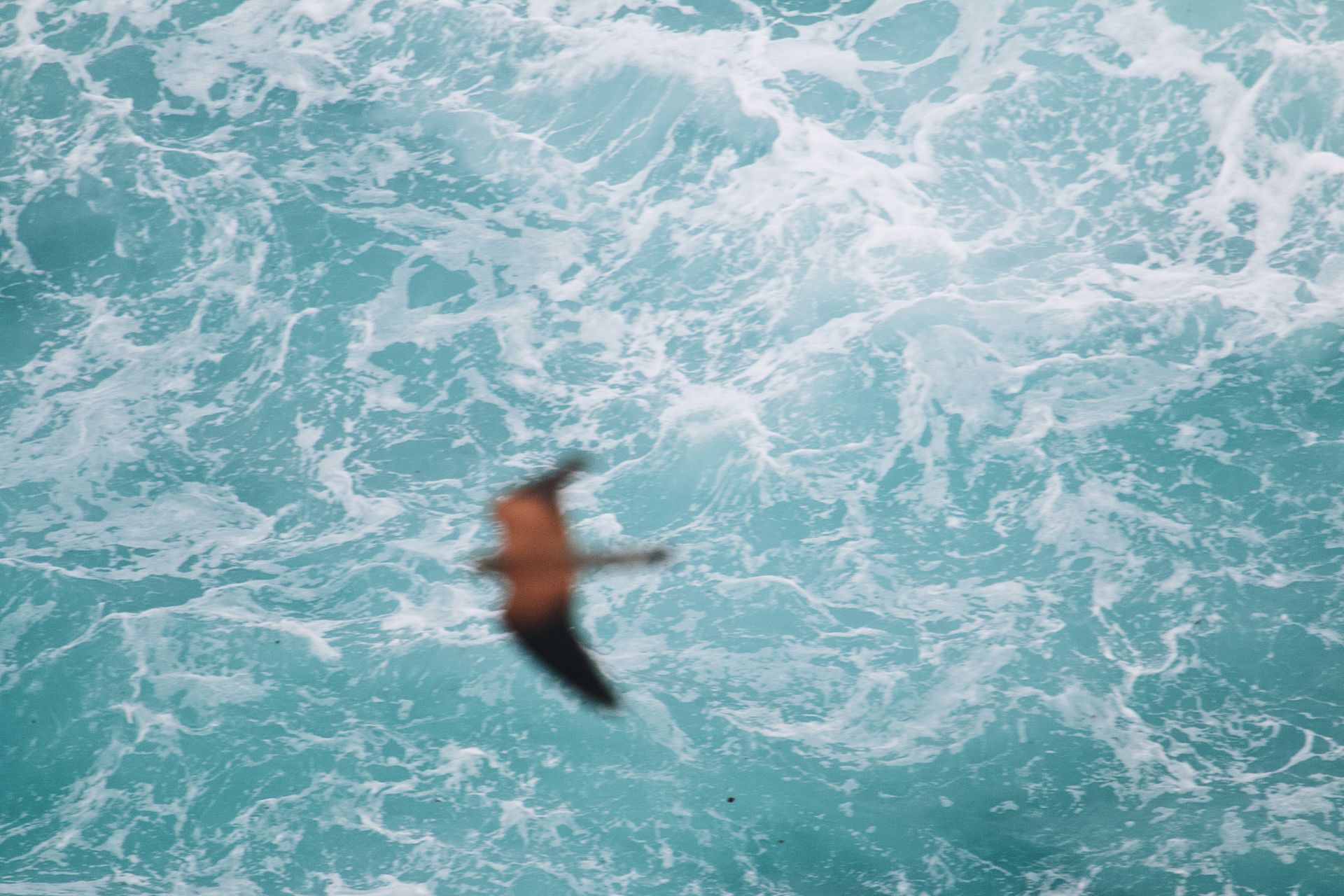 A bird in flight above beautiful turquoise ocean waves, capturing nature's freedom.