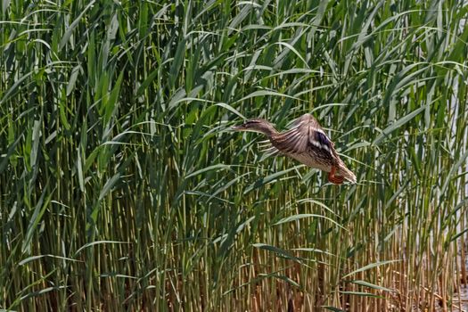 Duck Flying Over Green Grass