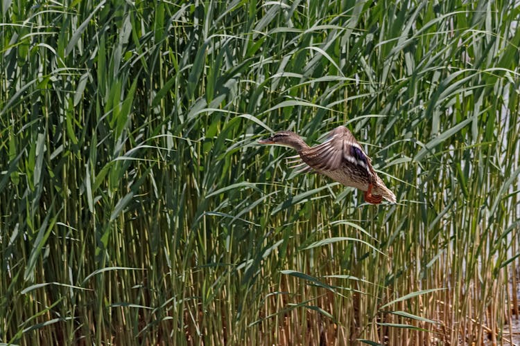 Duck Flying Over Green Grass