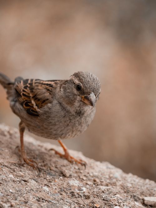 Free Detailed close-up of a sparrow perched on a rock with a blurred background. Stock Photo