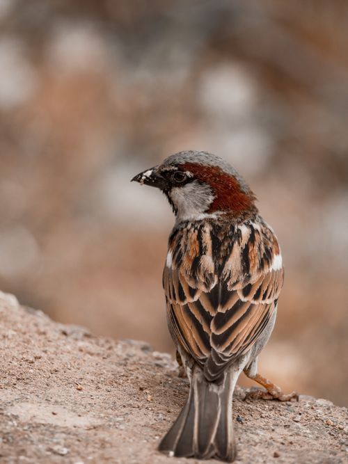 Free Detailed vertical shot of a Spanish sparrow perched on a sandstone surface. Stock Photo