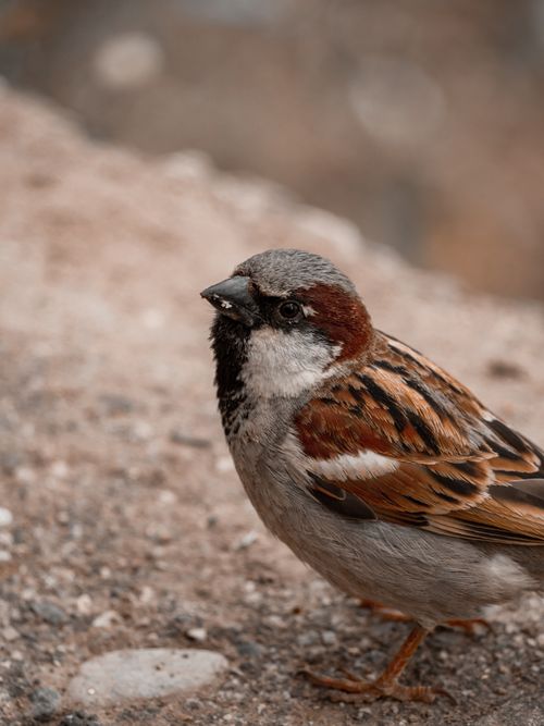 Free Detailed close-up of a House Sparrow on a rocky terrain, highlighting its natural beauty. Stock Photo
