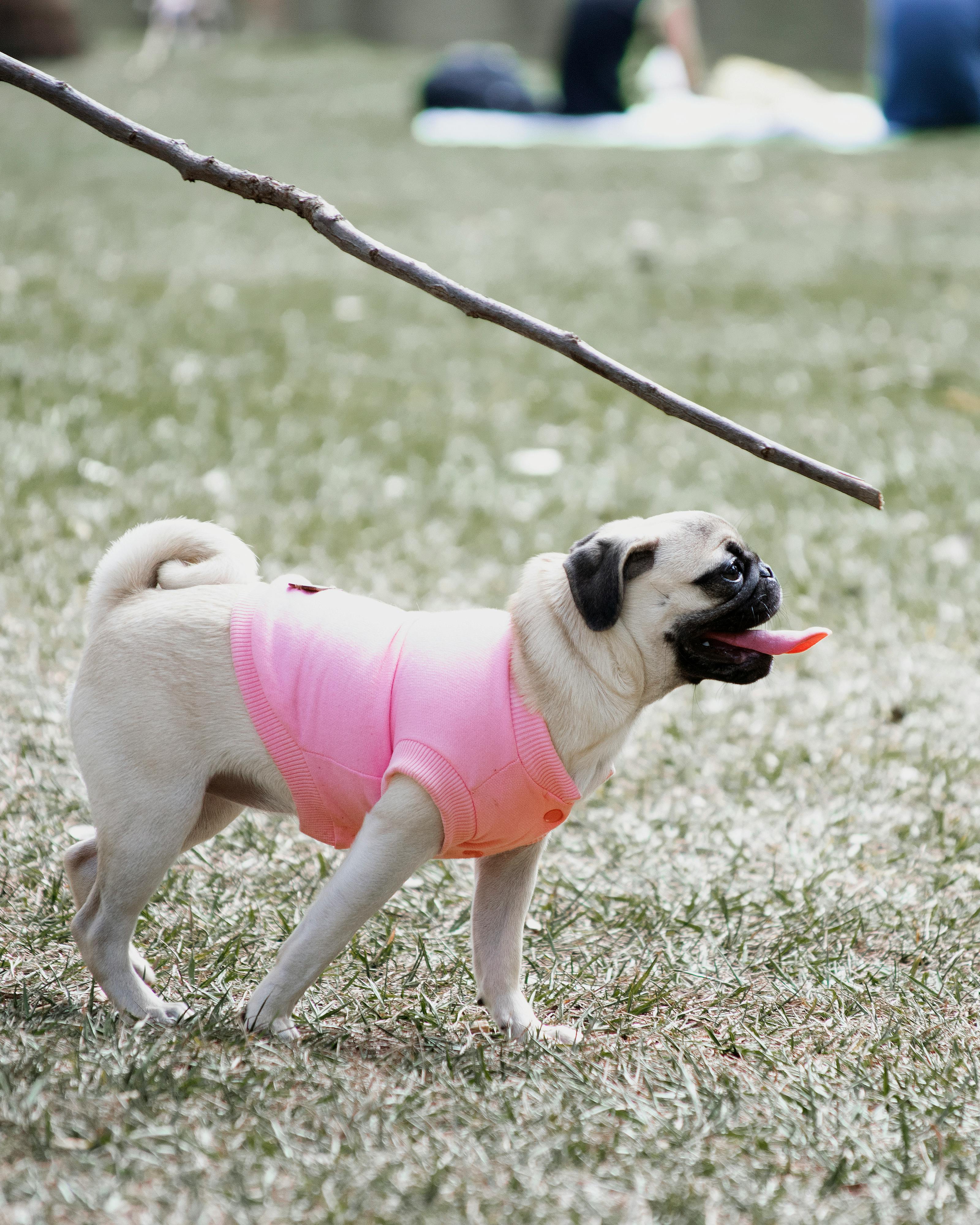 Pug Dog Training Photos, Download The BEST Free Pug Dog Training Stock