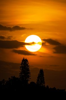 Serene sunset with silhouetted trees against a vivid golden sky.