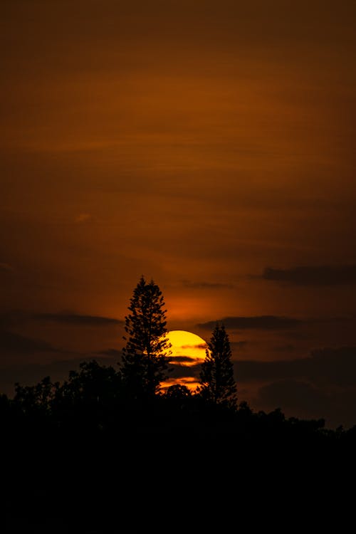 Foto profissional grátis de alvorecer, árvores, cair da noite