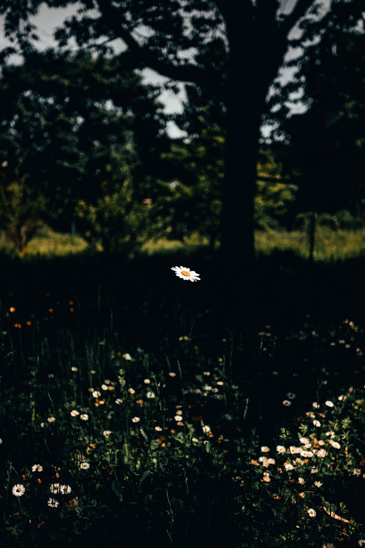 White Daisies On Grass Field