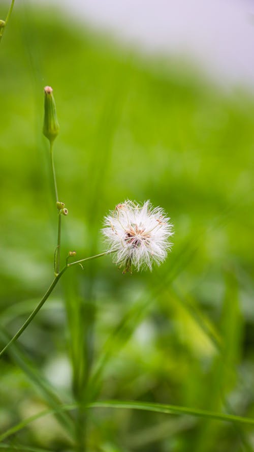 Základová fotografie zdarma na téma kytka, příroda, zelená