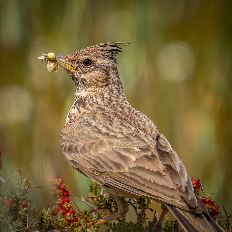 Bird With Bug