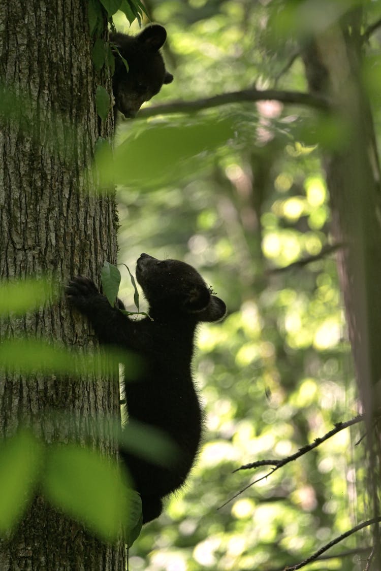 Bears Climbing A Tree