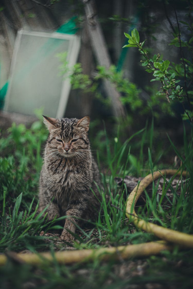 Tabby Cat Sitting On Green Grass