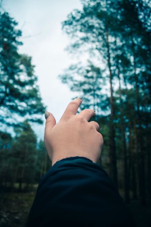 Free A person raises a hand towards the sky in a serene Kaliningrad forest with tall trees. Stock Photo