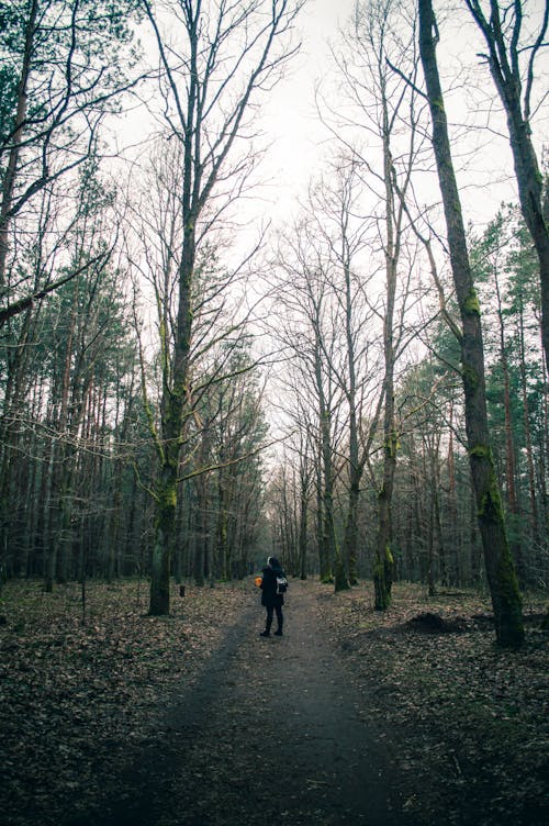 Fotos de stock gratuitas de árboles desnudos, bosque, camino