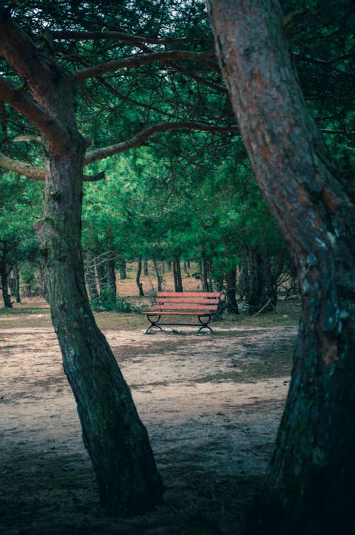 Imagine de stoc gratuită din arbori, bancă, buștean