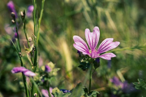 Close-up Photo of Cheeses Flower 