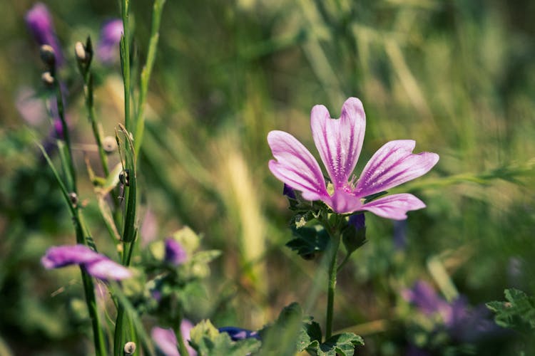 Close-up Photo Of Cheeses Flower 