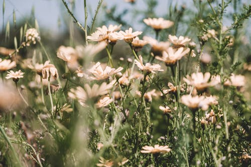 Close-up Photo of Flowers 