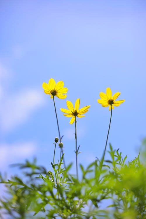 Close-up Photo of Blooming Yellow Flowers