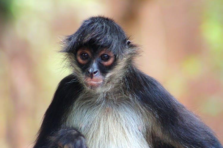 Close-up Photo Of Spider Monkey 