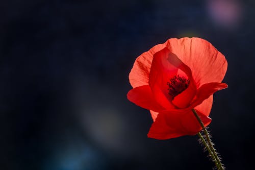 Close-up Photo of Blooming Poppy Flower 