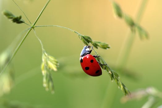 ladybug beetle coccinellidae insect 121472