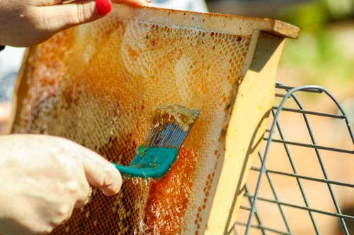 Immagine gratuita di avvicinamento, cera, cera d'api