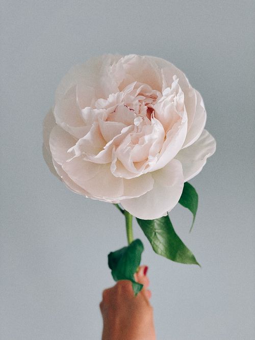 Free Beautiful white peony flower held gently by a hand against a soft background. Stock Photo