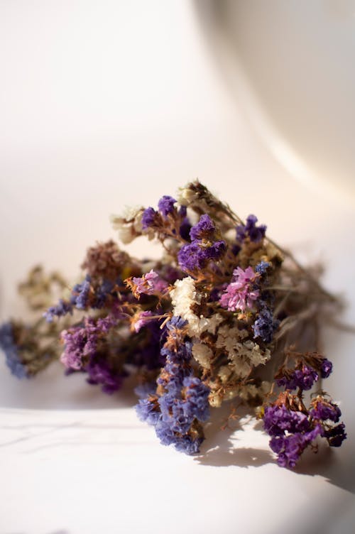Close-up Photo of Sea Lavender Flowers