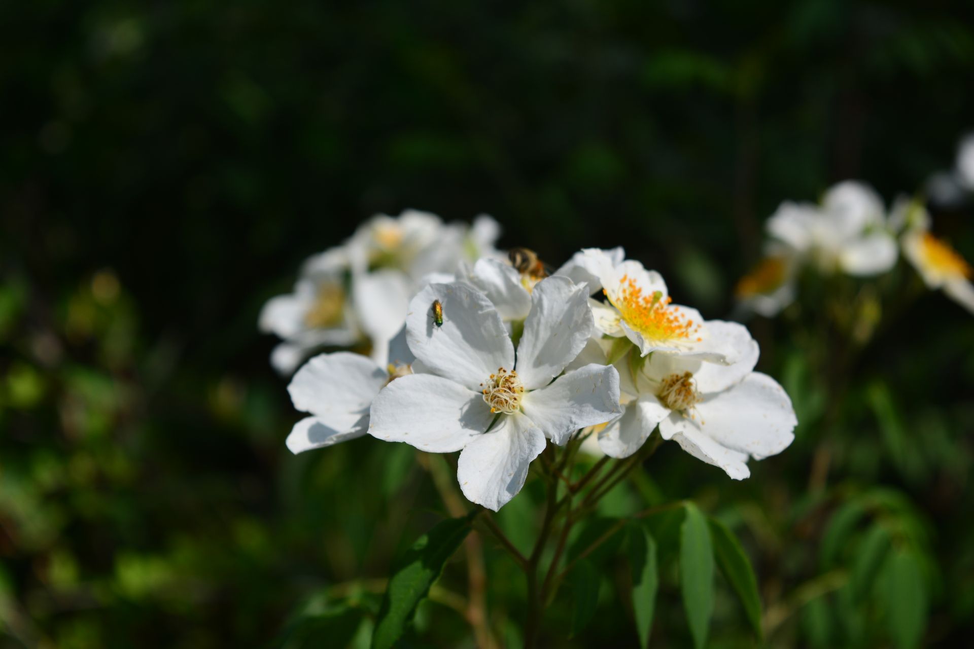 Vibrant white multiflora rose flowers in full bloom against a lush green background.
