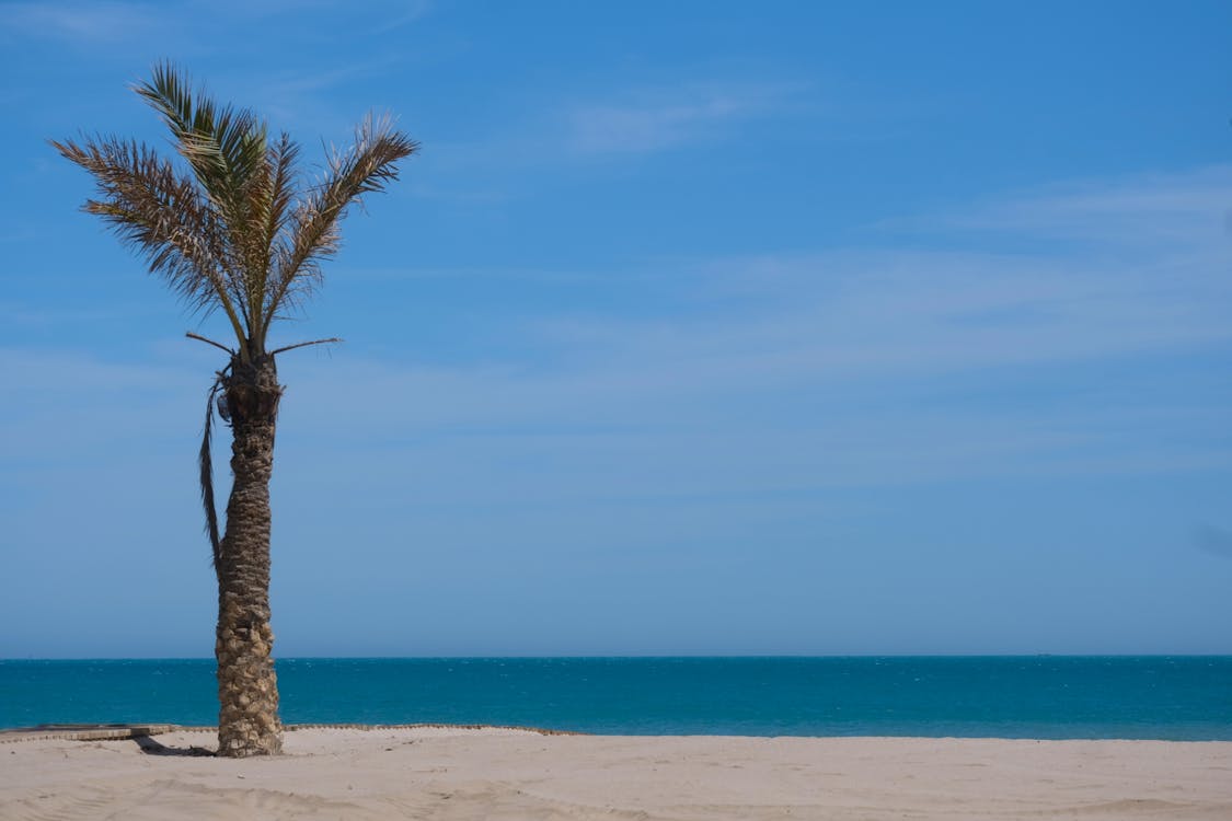 Palm Tree on Beach Under Blue Sky