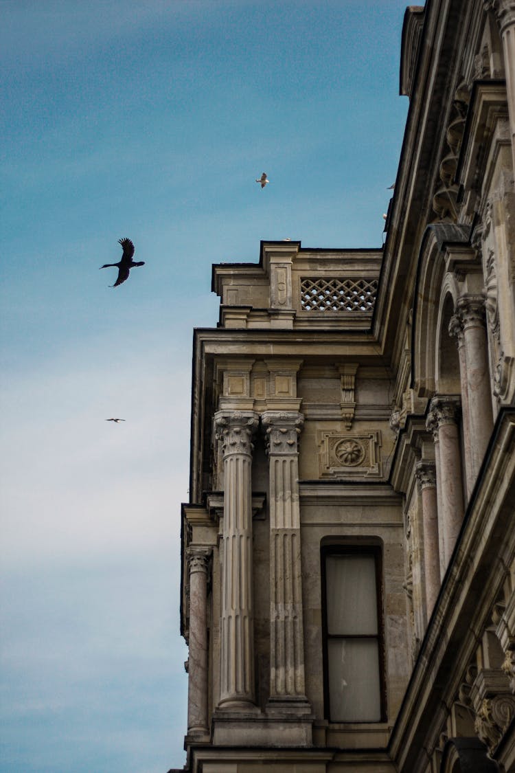 Birds Flying Above Historic Building 