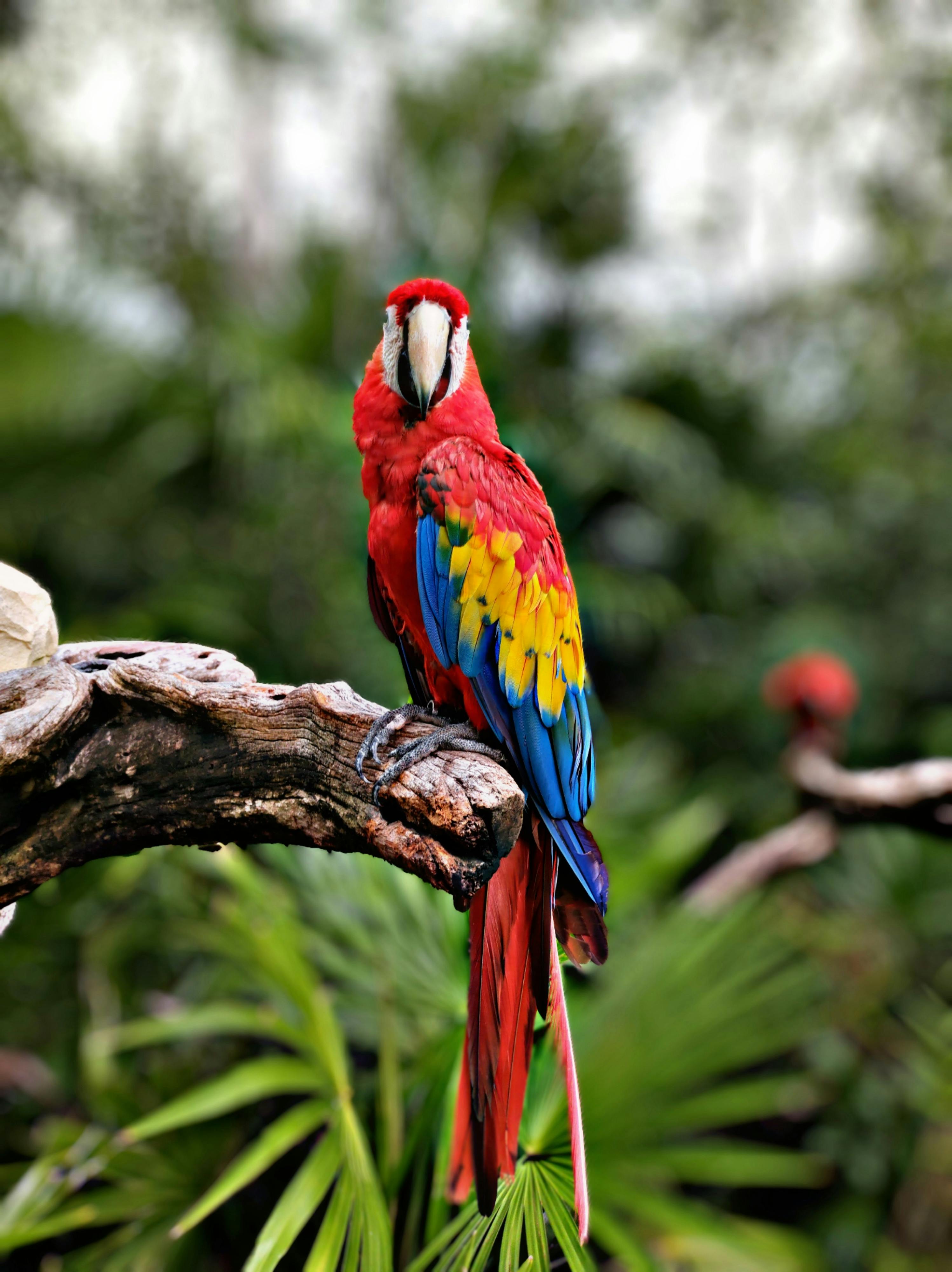 Scarlet Macaw Photos, Download The BEST Free Scarlet Macaw Stock