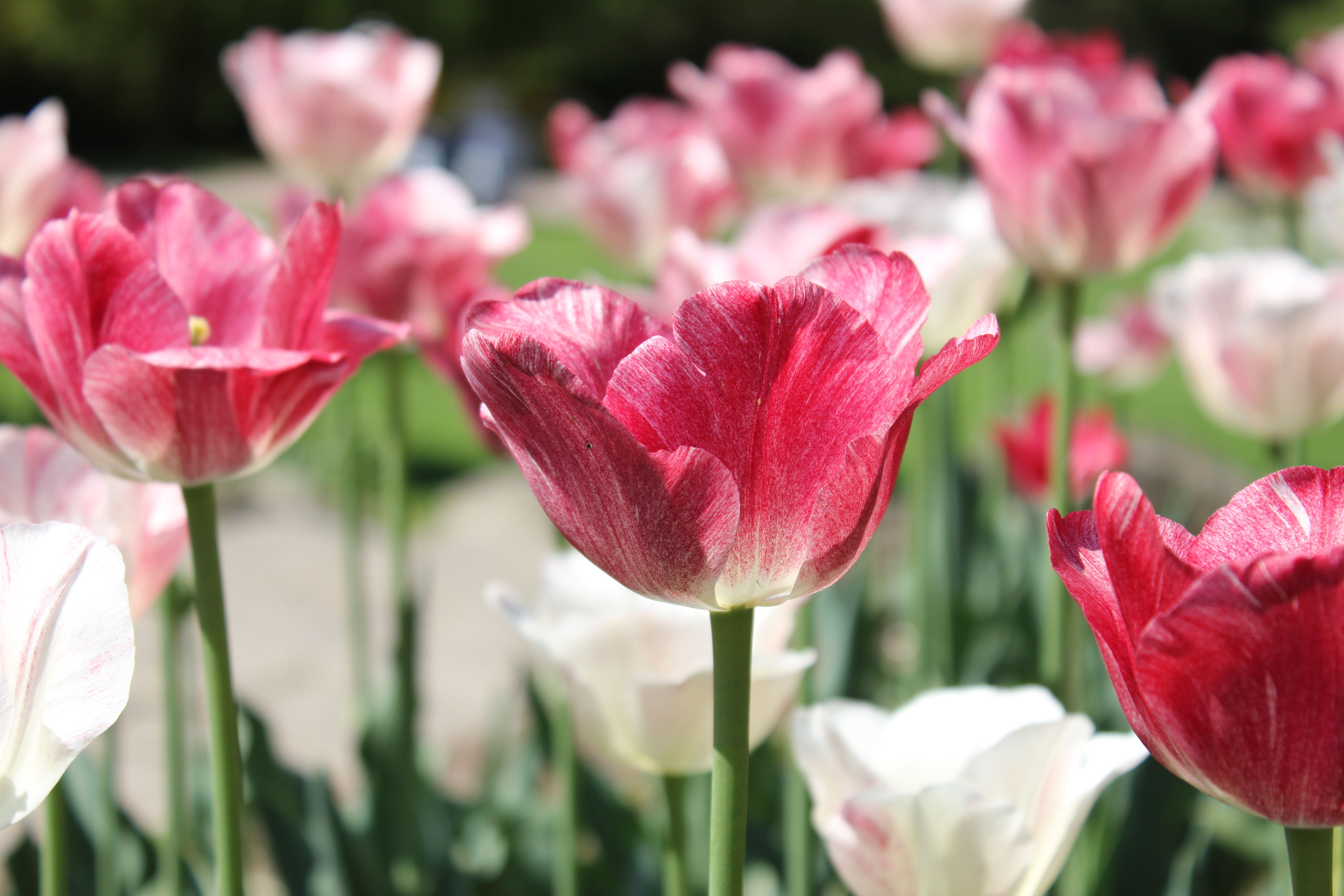 Close-up photo of vibrant red and white tulips blossoming in an outdoor garden.